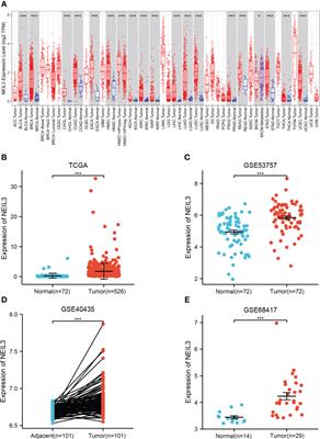 Prognostic biomarker NEIL3 and its association with immune infiltration in renal clear cell carcinoma